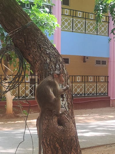 A monkey sits on a thick tree branch in Puttaparthi, India. The branch, wrapped with wires, extends towards the upper left of the frame, covered in textured bark. A portion of a multi-story building is visible in the background, featuring a pink facade, yellow walls, and a light blue section. The building has windows and decorative white metalwork on its exterior. A section of a light-colored wall or sidewalk is to the right.