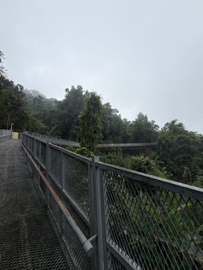 The image shows a metal walkway or bridge with a diamond-patterned grate surface, leading through a lush, green forest with dense foliage and tall trees. The walkway has metal railings. In the distance, another section of the walkway is visible, curving through the trees, elevated on stilts. The sky is overcast, and a mist or fog hangs in the background, obscuring the tops of some trees. The scene appears to be in a natural, possibly mountainous area. The location is identified as Pong Yaeng, Thailand. There are no people visible in the image.