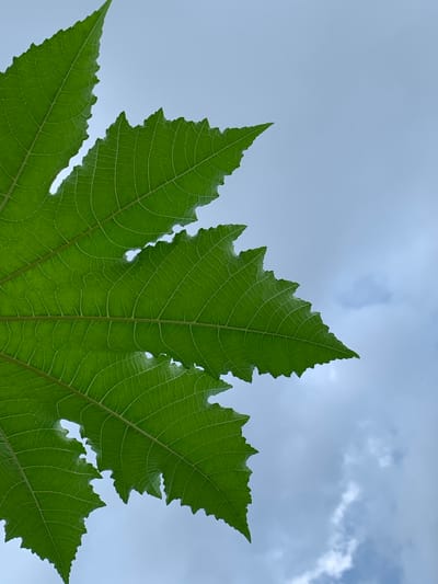 An extreme close-up, low-angle shot captures the vibrant green of a large, serrated leaf against a pale blue sky with scattered white clouds. The leaf dominates the left side of the frame, its intricate network of veins clearly visible. The cloudy sky occupies the right side of the image. The image depicts a close-up of a leaf's texture and veins. The image was captured in Ikorodu, Nigeria.