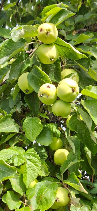 An apple tree bears a cluster of unripe green apples, some showing minor blemishes. The apples are nestled amongst lush green leaves and branches. The scene is likely in a rural or garden setting, given the natural growth of the tree. There are no people or animals visible in the image. The lighting suggests it is daytime, with sunlight filtering through the foliage. The exact location in Angla, Estonia cannot be determined from the image alone.