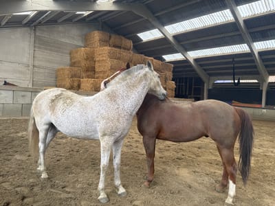 The image depicts two horses in a stable. The horse on the left is white with grey speckles and is leaning its head towards the brown horse on the right. The brown horse is standing facing away from the camera. In the background, stacks of hay bales are visible, along with the interior of a barn structure with a corrugated roof and concrete walls. The ground is covered in sand or dirt. There are no people visible in the image. The location is identified as a stable in Estaimpuis, Belgium.