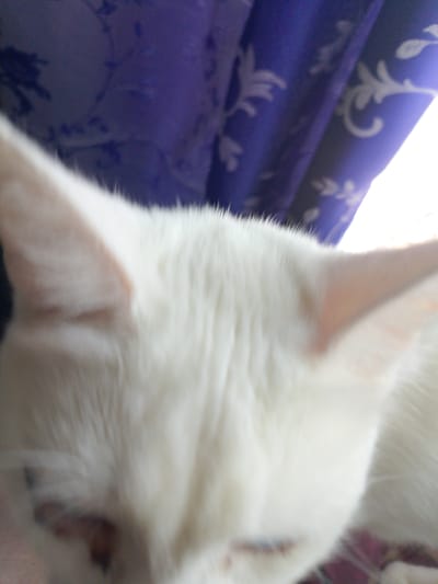 The media file shows a close-up, blurry shot of a white cat. The cat's head and ears are prominent, with its fur appearing soft and fluffy. Behind the cat, purple curtains with a white floral pattern are visible. The lighting suggests it might be daytime, possibly near a window. The overall impression is of a domestic setting, with the cat appearing relaxed. No specific activity or event is clearly depicted due to the blurriness, but the focus on the cat implies it is the primary subject. There is no visible text in the media file.