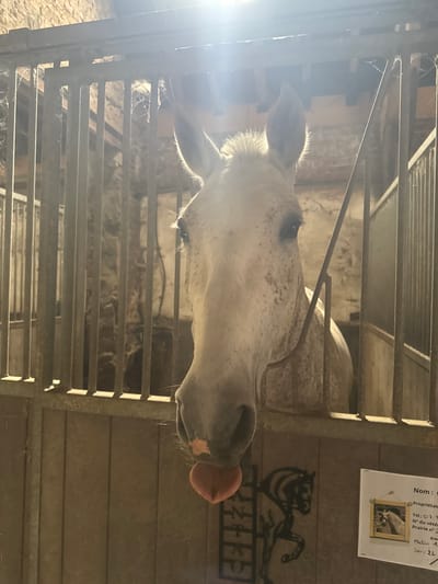 A light-colored horse, predominantly white or dappled grey, looks out inquisitively from a stable stall in Estaimpuis, Belgium. The horse's head is centered, facing right, with its tongue playfully sticking out, revealing its pink tip. Its ears are perked, and its eyes are visible. The horse is framed by the horizontal metal bars of its stall, some of which show visible cobwebs, suggesting a rustic environment.

Bright sunlight or a strong artificial light source enters from the upper left, creating a significant lens flare and strong highlights on the horse's mane and the metal bars, contrasting with the dimmer interior of the stable. In the background, beyond the bars, old brick or stone walls and wooden partitions are visible, characteristic of a traditional stable setting.

To the right of the horse, on a wooden wall section, hangs a paper sign and a decorative metal silhouette of a horse. The paper sign, likely an information card for the horse, contains partially visible French text. The OCR details reveal: "Nom:", "Propriétair", "Tél: 07.7", "N° du vétér", "Prairie n°", "Gras", "Matin: 1.", and "Soir: 2L". These entries likely pertain to the horse's name, owner information, veterinarian contact, paddock number, and feeding instructions for morning and evening. The overall scene captures a moment of a horse's playful curiosity within its stable.