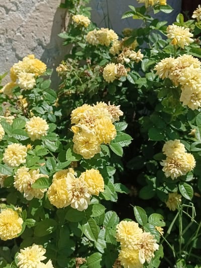 A cluster of light yellow roses with dense, multi-petaled blooms is captured in a close-up, outdoor shot. The roses are on green stems with dark green leaves, some of which are slightly curled or have minor imperfections. Some of the rose blooms are fully open, while others appear to be fading or have dried, brown centers. The background consists of a rough, textured, light-colored wall on the left, likely made of stone or concrete, which is partially in shadow. To the right of the wall, there is a dense area of foliage and shadows, suggesting a garden or natural setting. The lighting indicates a sunny day, casting distinct shadows. The image does not contain any people or animals. The scene appears to be in Shymkent, Kazakhstan, given the provided context.