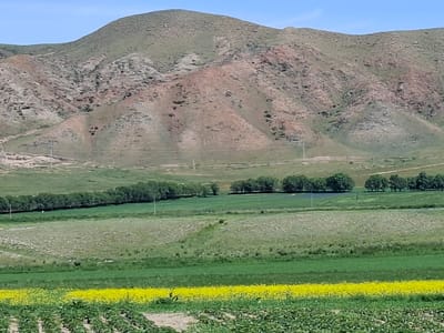 This media file shows a vast, rural landscape with rolling hills and cultivated fields under a bright, clear sky, suggesting daytime. The scene depicts a serene, natural environment with no visible people or explicit events taking place. The foreground is dominated by a field of vibrant yellow flowers, possibly canola or a similar crop, bordered by rows of green plants. Behind this, a section of land appears fallow or covered in sparse vegetation, transitioning into a dark green, neatly lined row of trees. Further in the distance, more fields and rolling hills extend towards a prominent, textured mountain range. The mountain's slopes are a mosaic of green grass and exposed, reddish-brown rock formations, indicating a rugged, possibly arid or semi-arid climate. A few utility poles are scattered throughout the landscape, suggesting some human infrastructure amidst the natural scenery. The overall impression is one of peaceful agricultural activity within a grand, natural setting in Toguz-Bulak, Kyrgyzstan. The time of day is clearly indicated by the bright sunlight and clear sky, and the weather appears to be fair and sunny. There is no visible text in the image.