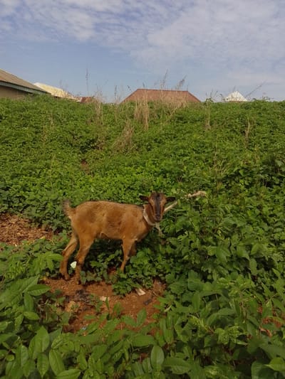 The image depicts an outdoor scene in Keffi, Nigeria. A light brown goat with dark brown facial markings and small horns stands in the lower-middle of the frame, facing slightly left with its head turned toward the viewer. A white band or rope is visible around its neck. The goat is positioned on reddish-brown soil partially covered by dense, vibrant green foliage. A small white butterfly rests on the ground near the goat's front hooves, next to scattered debris including dark and white fragments. Behind the goat, the landscape rises with extensive green vegetation interspersed with some dry, taller plants. In the upper background, several building roofs are partially visible above the vegetation: a light brown corrugated roof with a light blue overhang on the far left, a yellow corrugated roof further right, and a reddish-brown corrugated roof on the right. A distinct white, conical or pyramidal structure is visible in the distance behind the reddish-brown roof. The sky above is light blue with scattered white clouds.
