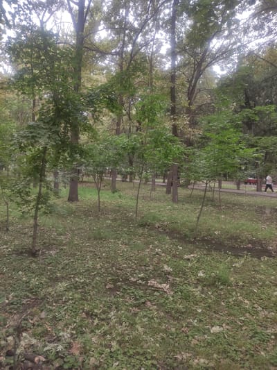 The image depicts a park area with numerous trees of varying heights and foliage density. The ground is covered with grass, fallen leaves, and some small plants. A paved pathway runs through the park, and a red bench is visible along it. A person in a white t-shirt and dark pants is walking on the pathway. The sky is overcast and appears bright. In the background, more trees and foliage are visible, with a hint of a red vehicle. The scene suggests a natural, possibly damp, environment within an urban setting, characteristic of Bishkek City, Kyrgyzstan.