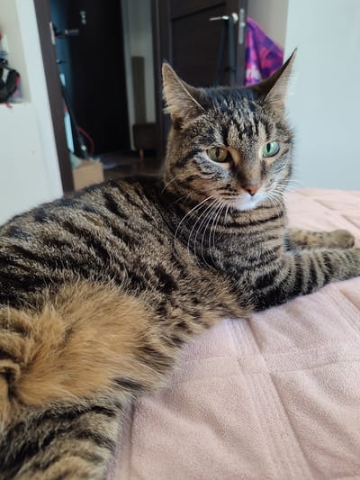A tabby cat with green eyes is lying on a pink, textured blanket. The cat is positioned on the right side of the frame, with its body extending towards the left. Its fur is a mix of brown, black, and tan stripes. The cat's head is turned to the right, and its gaze is directed slightly away from the camera.

In the background, a doorway with dark brown doors is visible. To the left of the doorway, there's a white wall with some items on a shelf. Further into the background, a narrow hallway with a light-colored floor is seen. A purple item, possibly a piece of clothing or fabric, is hanging on the door. The scene appears to be indoors, likely in a residential setting, and the lighting suggests it could be daytime. The cat seems relaxed, with its paws extended forward. There is no visible text in the image.