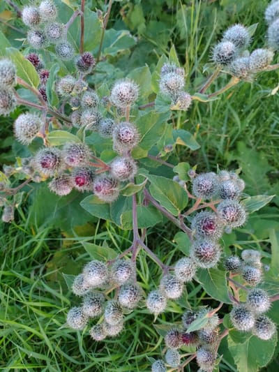 The image shows a close-up view of burdock seed heads and leaves, set against a background of green grass. The burdock plants are clustered on several branches, with many spiky, greyish-purple seed heads, some of which appear to be opening or have started to dry. The leaves are broad and green, with some reddish hues on the stems. The overall impression is of a wild, natural setting. The location is specified as Дзешчанскі сельскі Савет, Belarus, suggesting an outdoor, possibly rural, environment. There are no people or animals visible in the image.