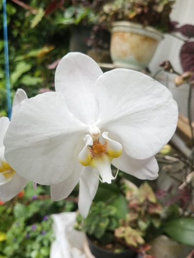 A close-up showcases a vibrant white orchid with a yellow and orange center. The flower's petals are broad and smooth. Blurred in the background, other plants and a pot with a patterned surface can be seen, contributing to a lush, garden-like setting. A blue string hangs vertically along the side.