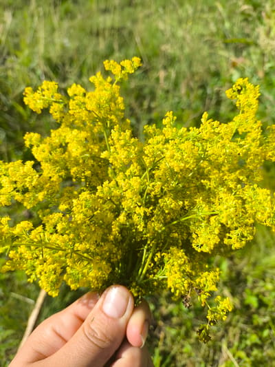 A close-up, high-angle shot captures a bunch of small yellow flowers being held by a person's hand. The flowers are clustered together, forming a vibrant bouquet. The background is out of focus, showing green grass and suggesting an outdoor environment. The hand, holding the flowers, is positioned in the lower left of the frame. The image does not depict the city of Anastasivka, Ukraine, or any identifiable urban features.