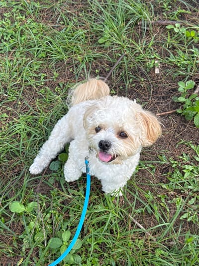 A fluffy white dog with light brown ears and tail is sitting on the ground in a grassy area, possibly a park or backyard, in Rawai, Thailand. The dog is wearing a bright blue leash. The ground is covered with green grass, brown dirt, and fallen leaves or pine needles. The dog is looking up towards the camera with its tongue sticking out slightly. The scene appears to be outdoors in natural light.