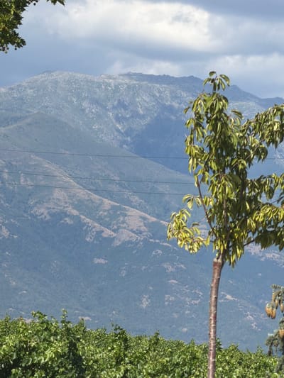 The image captures a serene mountain landscape near Kocherinovo, Bulgaria, on a partly cloudy day. In the foreground, a lush green vineyard stretches across the lower portion of the frame, its dense foliage creating a vibrant carpet. A slender tree with light green leaves stands prominently to the right of center, its trunk a rich reddish-brown. In the distance, rolling hills transition into a majestic mountain range, its rocky peaks veiled by a hazy blue atmosphere and textured by patches of sunlight and shadow. Several thin, dark power lines traverse horizontally across the mid-ground, a subtle reminder of human presence amidst the natural grandeur. The sky above is a mix of light and dark clouds, suggesting dynamic weather patterns.