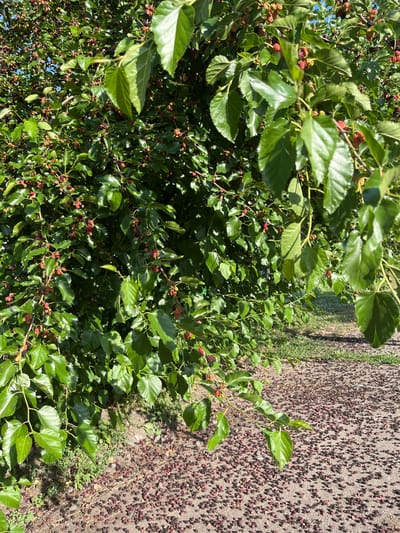 The image shows a close-up view of a mulberry tree with ripe red and black berries and lush green leaves. The berries are scattered throughout the branches, with some appearing to have fallen onto the ground below. The ground appears to be a pathway or road covered in a coarse, grey material with a significant number of fallen mulberries. The scene is set outdoors, likely in a rural or semi-rural area, given the presence of the tree and the unpaved ground. The lighting suggests it is daytime, possibly mid-morning or afternoon, with bright sunlight casting shadows. There are no people visible in the image. The overall impression is one of abundance and the natural ripening process of fruit. The location context provided is Seredivka, Ukraine.