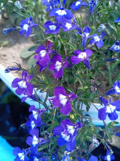 This media file features a close-up, vertical shot of a cluster of vibrant lobelia flowers. The flowers are predominantly a deep purple and striking blue, each adorned with a delicate white and yellow center. Some of the flowers are fully open, showcasing their intricate petal structures, while others are still in bud form, hinting at future blooms. The flowers are densely packed, with their slender green stems and small leaves creating a rich, textured backdrop. The lighting suggests it could be daytime, with natural light illuminating the flowers. The background is softly blurred, hinting at an outdoor setting, possibly a garden or a planter, with elements of soil and possibly parts of a container visible. There is no text or human presence in the image. The overall impression is one of natural beauty and the delicate charm of flowering plants.
