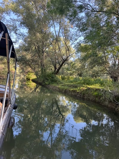 The image shows a view from a boat traveling on a calm river or canal, likely in the area of Cerovi Pod, Montenegro. Lush green trees and vegetation line the banks of the waterway, with sunlight filtering through the leaves. The boat, partially visible on the left side of the frame, is equipped with a dark canopy and stainless steel railings. The water's surface perfectly reflects the surrounding trees and the bright blue sky, creating a serene and natural scene. The overall impression is one of peaceful exploration of a verdant, watery landscape.