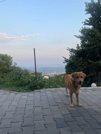 A golden-brown dog stands on a grey, interlocking brick pathway. The dog is facing the viewer, with its tongue slightly out and its ears perked. The dog is positioned in the foreground, with lush green foliage and a distant cityscape visible behind it. The cityscape appears to be nestled in a valley with mountains in the far distance. The sky is a pale blue with a few wispy clouds. The time of day appears to be late afternoon or early evening, given the soft lighting. The scene has a peaceful and natural ambiance.
