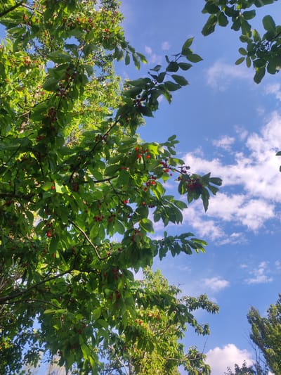 This is a low-angle, outdoor, eye-level shot of a cherry tree laden with ripe, red cherries against a backdrop of a bright blue sky with scattered white clouds. The focus is on the branches of the tree, densely covered with vibrant green leaves and clusters of red fruit. The image captures the essence of summer fruitfulness in a natural setting. The location is within the Egnatia Municipal Unit, Greece. There are no people or animals visible in the image.