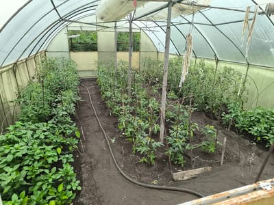 This image shows the interior of a greenhouse, likely located in Sterlitamak, Russia. The greenhouse has a translucent, arched roof supported by a metal frame. Inside, rows of young tomato plants, supported by stakes, are growing in dark soil. A dark, flexible hose for irrigation runs along the ground between the plant rows. In the foreground and along the left side of the greenhouse, a patch of leafy green plants, possibly peppers or another type of vegetable, are also visible. The overall environment appears to be one of agricultural cultivation within a controlled setting. There are no people or animals visible in the image. The scene is presented in a matter-of-fact, forensic style, focusing on the observable details of the greenhouse and its contents.