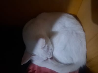 In Wilde, Argentina, a single white cat is observed curled tightly in a sleeping posture on a soft, pink fabric surface. The cat's head is tucked inward towards its body, and its tail is wrapped around its form. The environment appears to be an indoor setting with low illumination, featuring a dark brown to black background on the left and a lighter brown, possibly wooden, surface on the right. No other subjects or objects are discernible.