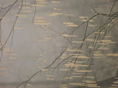 The image displays a close-up, abstract view of tree branches with elongated, light-colored catkins against a muted, textured background. The branches are thin and dark, crisscrossing the frame, with numerous fuzzy, yellowish-brown catkins hanging in clusters and individually. The background appears to be a fabric with a visible weave, suggesting the image may be a photograph of a textile, a painting on fabric, or a digital rendering with a fabric texture applied. The lighting is soft and diffused, creating a slightly hazy or ethereal effect. There are no people or specific identifiable landmarks present. The scene is devoid of any context that would specifically place it within Bratislava, Slovakia, or any other city. The image's focus is on the natural elements of the branches and catkins, rendered in a way that emphasizes pattern and texture over realism.