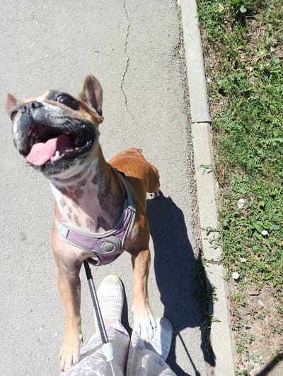 In this top-down, close-up shot, a light brown boxer dog is lying on a paved surface, possibly a sidewalk or pathway, with its mouth open and tongue out. The dog is wearing a purple harness. To the right of the dog, the lower portion of a person's legs and feet are visible, wearing white sneakers. The person is holding a leash attached to the dog's harness. Behind the dog and person, there is a strip of green grass and a concrete curb separating the grass from the paved area. The scene appears to be outdoors on a sunny day, suggested by the strong shadows cast on the pavement. The dog's expression and panting suggest it might be warm or has been exerting itself. The presence of grass, a curb, and pavement indicates an urban or suburban outdoor environment. The image was taken in Tula, Russia. There is no visible text in the image.