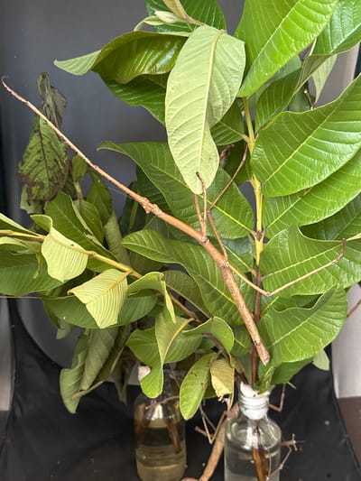 A stick insect, camouflaged against a background of lush green guava leaves, rests on a branch. The insect, approximately 10 cm long, has a slender, brown body and appears to be stationary. The guava branches, some of which are in glass bottles filled with water, suggest an indoor setting, possibly a home or greenhouse in Kediri, Indonesia. The overall scene is one of natural camouflage and stillness.