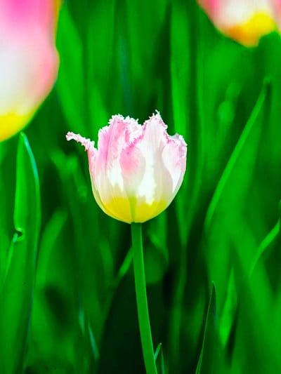 A single fringed tulip blooms amidst a backdrop of vibrant green foliage. The tulip's petals transition from a soft yellow at the base to white, culminating in a delicately fringed pink edge. The flower stands upright on a slender green stem, surrounded by other green blades. The image focuses on the tulip, with blurred floral shapes visible in the background.