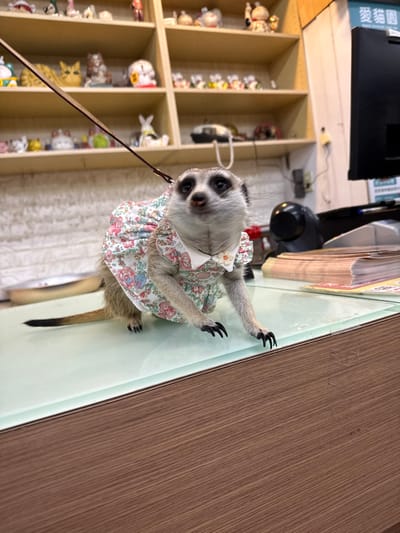 A meerkat wearing a floral-print dress is the central subject of this image. The meerkat is positioned on a light green surface, leaning forward with its front paws extended. Its head is turned towards the camera, and it has dark eyes with striking eye markings. The dress has a white background with a pattern of pink, blue, and green flowers and a white collar with a small orange flower accent. A thin leash is attached to the meerkat's neck, leading out of the frame to the left.

Behind the meerkat, to the left, is a wooden shelving unit filled with numerous small figurines. These figurines appear to be a collection of various decorative items, including what looks like Maneki-neko (beckoning cats) and other small, colorful objects. The shelves are organized in a grid pattern.

The background also shows a dark, rectangular object at the top, possibly a shelf or a piece of furniture. To the right of the meerkat, the surface it's on transitions to a wooden surface with a prominent wood grain pattern.

The lighting suggests an indoor setting, possibly a shop or a home, with soft illumination. There are no clear indicators of the time of day or weather. The overall scene is focused on the meerkat and its unusual attire, creating a whimsical and endearing image. The location context is Taipei, Taiwan. No visible text is discernable in the image.
