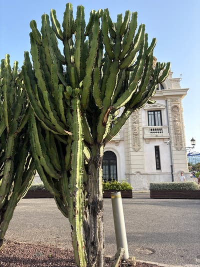 A large, multi-trunked euphorbia cactus stands in the foreground, its green, segmented arms reaching towards the sky. The cactus is located on a paved area with red gravel at its base, adjacent to a sidewalk. In the background, a ornate, light-colored building with classical architectural details, including columns and decorative reliefs, is visible. The building has arched doorways and windows, some with balconies. To the right of the building, a lamppost with a decorative lantern stands. Further in the background, a blue-roofed building and some people walking suggest an urban environment. The sky is clear and blue. The scene appears to be a public space, possibly a plaza or walkway in a city. Based on the architectural style and the presence of Mediterranean flora, the location is likely Valencia, Spain. Two people are visible walking in the middle ground, one wearing a white shirt and sunglasses, the other out of focus in a blue shirt. A cylindrical object, possibly a bollard or part of a lighting fixture, is positioned near the base of the cactus.