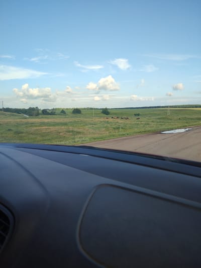 A wide-angle view from inside a vehicle looks out onto a rural landscape under a partly cloudy blue sky. The foreground is dominated by the dark, textured interior of a car's dashboard. Beyond the dashboard, a dirt road curves to the right, bordered by a grassy field. In the middle ground, a herd of cattle grazes in the green pasture, interspersed with trees and agricultural fields. In the distance, rolling hills are covered with vegetation, and a power line tower stands prominently against the horizon. A puddle of water is visible on the dirt road. The scene appears to be set in the village of Kadyrovo, Russia, judging by the distinct rural characteristics and the sky's lighting, indicative of a summer afternoon.