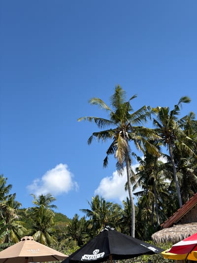 This image, taken in Karangasem, Indonesia, depicts a bright, sunny day with a clear blue sky dominating the upper portion of the frame. Several palm trees, laden with coconuts, are scattered throughout the scene, their fronds rustling in the breeze. In the foreground, three umbrellas are visible. One is a tan umbrella with the "MELIA BALI INDONESIA" logo. To its right is a black umbrella with the word "STOUT" prominently displayed, along with a stylized graphic. A portion of a red and yellow umbrella is visible on the far right. Behind the umbrellas, a thatched-roof structure is partially visible. Lush green foliage and a hillside covered in trees form the background. The overall impression is one of a tropical, coastal environment.