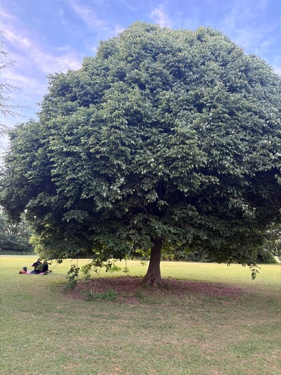 The scene depicts a large, mature deciduous tree with a dense, rounded canopy situated in a grassy park in Maidstone, United Kingdom. The sky above is light blue with scattered wispy white clouds. The tree occupies the central and upper-mid portions of the frame, displaying predominantly dark green leaves with lighter green accents where sunlight reflects. Its visible trunk is robust and dark brown at the base. Beneath the tree, a circular area of shaded, sparse ground is evident. To the left of the tree's base, two individuals are seated on a blue ground cover, presumably a blanket or mat, on the grass. They are dressed in dark attire, with one person's back partially facing the viewer. Adjacent to them on the left, a red/orange bag or backpack is visible on the grass. The surrounding area consists of green grass, appearing somewhat patchy in places, extending into the midground. In the far background on the left, a line of darker green foliage indicates additional distant trees.