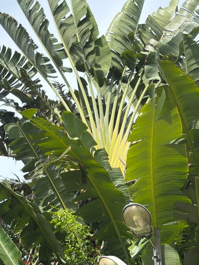 This media file is a medium shot, taken from a low angle, looking upwards into a canopy of large, green banana leaves. The leaves are lush and vibrant, with visible veins and some slight fraying on the edges. Sunlight filters through the leaves, creating dappled light and shadow.
In the upper right portion of the image, a street lamp with a glass cover is visible, attached to a metal pole. The lamp appears to be an older model, with some branding visible on the side, though it is difficult to read clearly. Behind the lamp and leaves, there is a glimpse of a brighter sky, suggesting it is daytime.
To the right of the lamp, a patch of smaller green foliage is present, possibly from a different plant. The overall scene suggests an outdoor setting, likely in a tropical or subtropical environment due to the presence of banana plants. The lighting and the large, prominent leaves suggest it could be a warm, sunny day. No people are visible in the image, and the focus is on the natural elements and the man-made object. The orientation of the image is portrait, rotated 90 degrees clockwise.