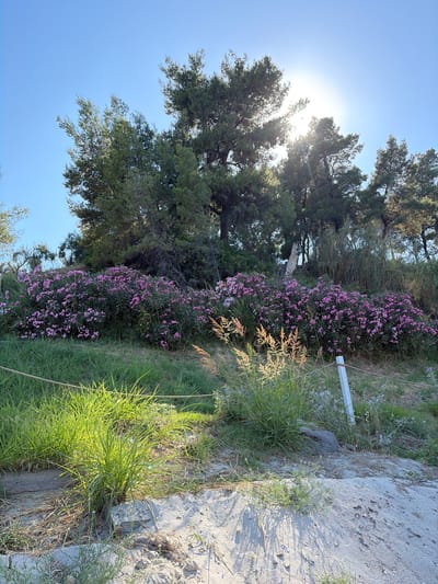 The image shows a sunlit hillside in Kassandra Municipal Unit, Greece, adorned with a vibrant row of blooming pink oleander bushes. The oleanders form a dense, colorful band across the mid-ground, contrasting with the lush green grass and tall trees that form a backdrop. The sun is positioned high in the sky, peeking through the branches of the trees, creating bright highlights and casting long shadows. In the foreground, a sandy patch slopes upwards, interspersed with patches of grass and a rough rope barrier. A white post with the rope secured to it stands on the right side of the frame. The overall impression is one of a natural, sun-drenched landscape in a coastal or Mediterranean setting.