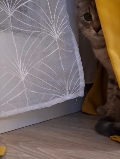 A grey tabby cat peeks out from behind a bright yellow curtain next to a white sheer curtain with a geometric pattern. The cat's green eyes are visible. The curtains are partially covering a white baseboard. The floor is made of light brown laminate wood. A small yellow object is on the floor in the lower left corner, and another in the lower right corner. The scene appears to be indoors. There are no people visible. The image does not provide enough information to determine a specific location in Zemun Urban Municipality, Serbia.