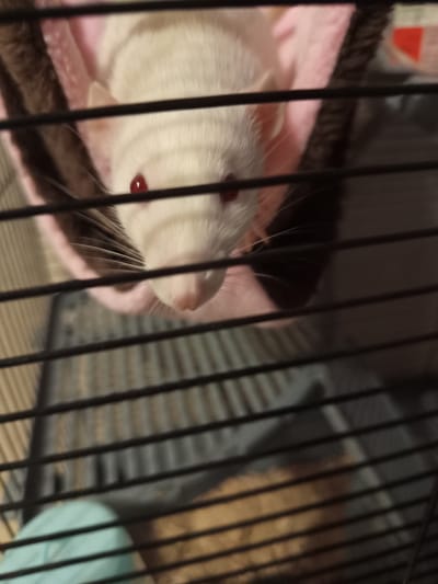 The image shows a white rat with red eyes peeking through the bars of a cage. The rat is nestled in a pink and brown hammock. The background of the cage appears to be bedding and possibly other cage accessories. The image is taken from a perspective looking down into the cage, with the bars of the cage prominently in the foreground, obscuring parts of the rat and its surroundings. There are no people or discernible elements of the city of Maladzyechna, Belarus present in the image.