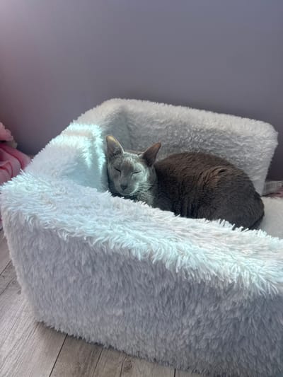 A gray cat is sleeping in a white, fluffy, square pet bed. The bed sits on a light wood-patterned floor and is next to a light purple wall. The location is not discernible as Liepaja, Latvia, based on the visible scene.