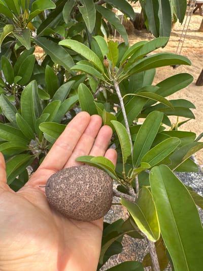 An adult's hand, fair-skinned with visible wrinkles and fingernails, cradles a single, oval-shaped fruit. The fruit's skin is a rough, textured brown, with a speckled pattern. The hand is positioned in front of a dense cluster of lush green leaves, which appear to be part of a tree or large shrub. A thin branch extends from the leaves towards the fruit, with a small, developing bud at its tip. The background is blurred but suggests an outdoor environment with sandy ground and possibly some man-made structures like railings and wooden posts, consistent with a park or resort setting. The scene is brightly lit, indicating it was taken during the day. The location is Mũi Né, Vietnam.