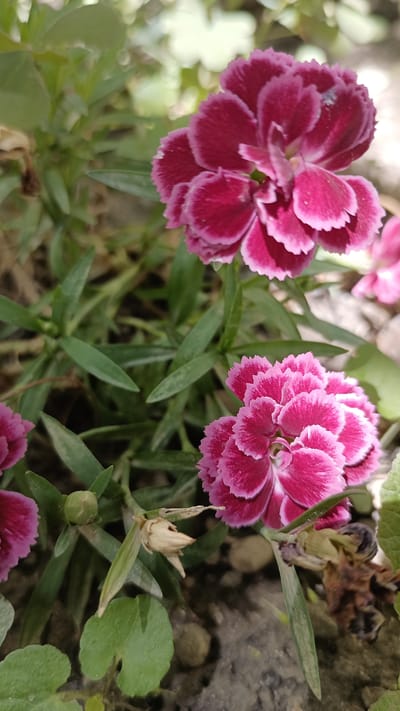 The image depicts a close-up view of several pink dianthus flowers with fringed petals, set against a backdrop of green foliage and soil. The flowers are the primary subjects, with two fully bloomed ones prominently featured in the foreground and midground. One flower, in the upper midground, is a vibrant deep pink with lighter pink edges. Another flower, in the lower right, is also pink with lighter edges and appears slightly more in focus. Smaller buds and wilting parts of flowers are also visible. The surrounding environment consists of slender green leaves, soil with small stones, and a hint of out-of-focus light green foliage in the background. The scene suggests an outdoor setting, likely a garden or a planter, in the city of Gabrovo, Bulgaria, given the provided context. No people or animals are present in the image.