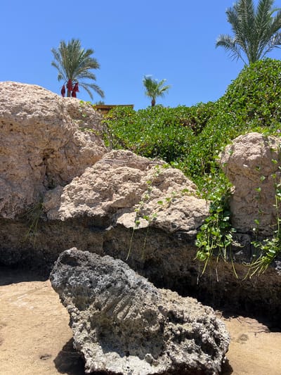 This is a photograph of a rocky shoreline with lush green vegetation and palm trees under a clear blue sky. In the foreground, there are large, weathered rocks of varying textures and colors, some covered in moss or small plants. A dark, porous rock rests on the sandy shore in the lower left corner, casting a shadow. Behind the rocks, a dense green hedge-like vegetation covers a slope, with several palm trees visible above it. One palm tree in the mid-left has three large, red, fruit-like clusters hanging from it. In the background, a building with a yellow facade is partially visible behind the vegetation. The scene appears to be a tropical or subtropical coastal environment, likely a resort area in Sharm El Sheikh, Egypt, given the presence of palm trees and the clear, bright sunlight indicative of the region. There are no people or animals visible in the image.