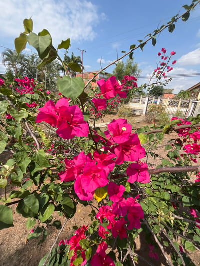 The image captures a vibrant cluster of bougainvillea flowers in Tinaquillo, Venezuela. The bright pink bracts are the focal point, contrasted by green leaves and a background of residential structures. Utility poles are visible against a partly cloudy blue sky. The ground is brown, suggesting dry earth or mulch.