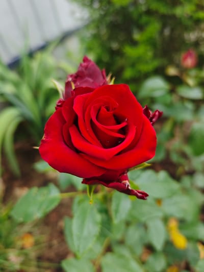 A close-up, eye-level shot focuses on a single, vibrant red rose in full bloom, set against a blurred green garden background. The rose's petals are tightly furled in the center, spiraling outwards to form a classic rose shape. Tiny water droplets are visible on the petals, suggesting recent rain or watering. A few dark red, unopened buds are partially visible to the left and bottom of the main flower. The background consists of lush green foliage, with some lighter green leaves and darker green shrubs, all out of focus. The ground beneath the rose is a mix of brown soil and fallen yellow leaves, also blurred. The overall impression is one of natural beauty and freshness. The image appears to be taken outdoors in a garden setting.