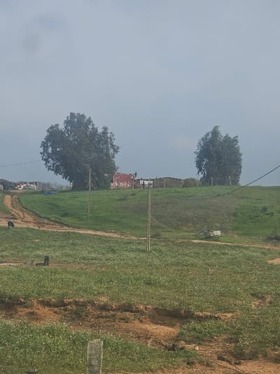 The image presents a semi-rural landscape located in Ameur, Morocco, under an overcast sky. The foreground consists of uneven terrain featuring exposed reddish-brown soil mixed with patches of green grass containing small white blossoms. A partial concrete post is visible in the lower-left, while a full, slender utility pole stands upright in the mid-left foreground. A dirt path originates from the mid-left, ascending and curving towards the background. A dark-colored animal, appearing to be a bovine or ovine, stands near this path on the left side of the mid-ground.
The mid-ground is dominated by undulating green hills, traversed by multiple slender utility poles extending into the distance, some exhibiting connecting wires. On the right side of the mid-ground, a circular concrete structure, possibly a well or water basin, is positioned on the hillside.
In the background, situated on a hilltop, a cluster of buildings is visible. One structure exhibits a reddish-orange upper portion or roof. These buildings are flanked by two large trees with dense green foliage, the left tree being more prominent. Additional structures and utility infrastructure are discernible in the far background to the left, indicating a scattered settlement. The sky is uniformly light grey, consistent with overcast conditions. No human subjects are identified within the scene.