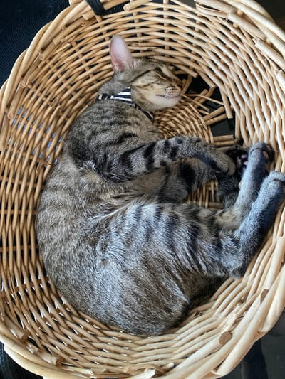 A tabby cat is curled up asleep in a round, woven basket. The cat is mostly hidden from view, with its head tucked in and its body forming a tight circle. Its fur is a mix of gray, black, and brown stripes, and it is wearing a black and white striped collar. The basket is made of light-colored wicker and has a rough, natural texture. The background is dark and out of focus, but appears to be indoors. The lighting suggests it is daytime, possibly in the afternoon, given the soft light. There are no visible text elements in the image. The scene evokes a sense of peacefulness and comfort, as the cat is clearly enjoying a deep sleep. The location context of Mas De Moregons, Spain, adds a subtle hint of a warm, potentially rural or semi-rural, environment.