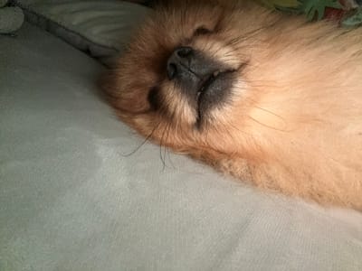 A close-up shot captures a fluffy, orange Pomeranian dog sleeping on its side, nestled against a light gray textured surface, possibly a blanket or pillow. The dog's eyes are closed, and its mouth is slightly open, revealing a glimpse of its teeth. Its fur is soft and feathery, with long whiskers extending from its snout. The background is blurred and out of focus, but appears to be a colorful patterned fabric. The lighting suggests an indoor environment, possibly a home in Asenovgrad, Bulgaria, where the dog is comfortably resting.