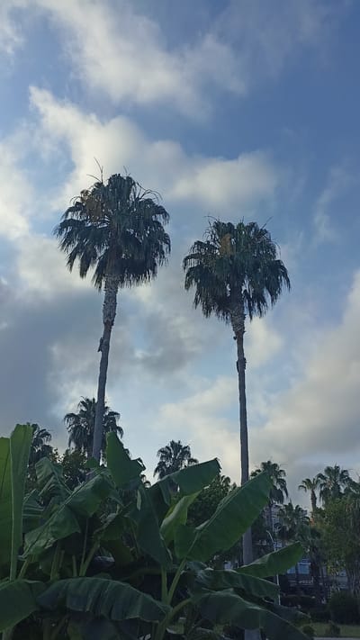 The image depicts a tropical or subtropical outdoor scene, likely taken in Yenişehir, Turkey. The primary subjects are two tall palm trees standing against a sky filled with scattered clouds. In the foreground, large, lush green leaves, characteristic of banana plants, partially obscure the view. Behind the palm trees, other smaller palm trees and various greenery are visible, suggesting a park or garden setting. In the far background, buildings and structures can be seen, hinting at an urban or semi-urban environment.
The time of day appears to be late afternoon or early evening, as indicated by the soft lighting and the color of the sky. The weather seems mild with partly cloudy conditions, creating a diffused light across the scene. There is no visible text in the image. The overall mood conveyed by the image is one of tranquility and natural beauty, with a hint of human presence suggested by the distant buildings. The focus is on the interplay between the natural elements of the palm trees and the foliage against the backdrop of the sky.