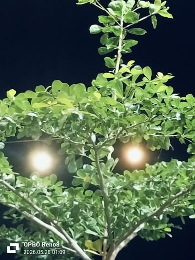A low-angle photograph captures a tree with vibrant green leaves set against a dark night sky. Two glowing orbs, likely light sources, are visible through the branches. A timestamp and device model "OPPO Reno8 2026.05.28 01:09" are superimposed at the bottom left corner of the image. The location is identified as Cempeudak, Indonesia. The image primarily features a tree illuminated by two light sources at night.
