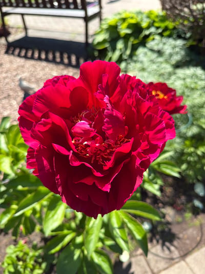 This is a close-up, high-angle photograph of a vibrant red peony flower in full bloom. The flower dominates the frame, its ruffled petals catching the sunlight and casting shadows. The center of the peony reveals golden stamens. In the background, out of focus, are lush green leaves of other plants and some silvery foliage. To the left, a blurry shadow of a fence or railing is visible cast on a light-colored surface, possibly paving stones or gravel. To the right, the blurred ground is visible, with hints of paved stones and dark soil. The lighting suggests it is daytime, likely a sunny day, given the distinct shadows and the bright illumination of the flower. The setting appears to be a garden, possibly in Baloži, Latvia, as indicated by the location context. No people or text are visible in the image. The focus is entirely on the beauty and texture of the peony bloom.