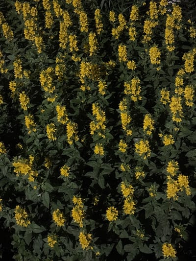 This is a close-up, overhead shot of a dense cluster of yellow flowers, likely Lysimachia punctata, in bloom. The flowers are arranged in tall, spiky clusters of numerous small, star-shaped yellow petals with prominent stamens. They are interspersed with dark green, ovate leaves, creating a rich, textured tapestry of color and form against a predominantly dark, shadowed background. The lighting suggests it might be evening or nighttime, with some of the flowers illuminated, possibly by artificial light, while others recede into shadow. There are no people, animals, or discernible man-made objects in the frame. The setting appears to be a garden or a naturalized area, with no specific identifying features of Voronezh, Russia, visible.